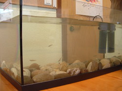 Saumon - Rhin à l'école de Lapoutroie année 2006