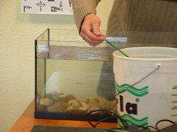 Saumon - Rhin à l'école de Lapoutroie année 2006