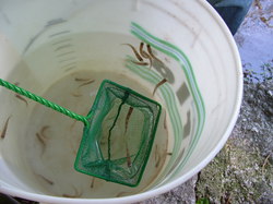 Saumon - Rhin à l'école de Lapoutroie année 2006