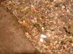 Saumon - Rhin à l'école de Lapoutroie année 2006