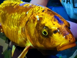 Animations,initiations saison 2019