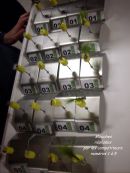 La Mouche des Trois Rivières de Lapoutroie CM St-Louis en finale