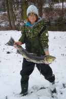 Un Saumon Atlantique nommé Guido