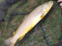 Ecole Nomade et Stage le 22/23/24 Avril au lac de la Moselotte à Saulxures