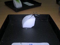 Finale du championnat de France 2015 de montage mouches à Clermont-Ferrand