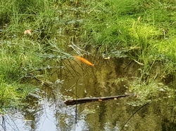 Opération ‘’mission impossible’’ à l’étang du Devin.