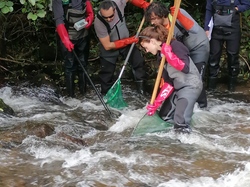 Pêche électriques d'indices d'abondance sur les juvéniles de saumon