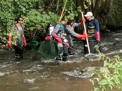 Pêche électriques d'indices d'abondance sur les juvéniles de saumon