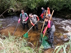 Pêche électriques d'indices d'abondance sur les juvéniles de saumon
